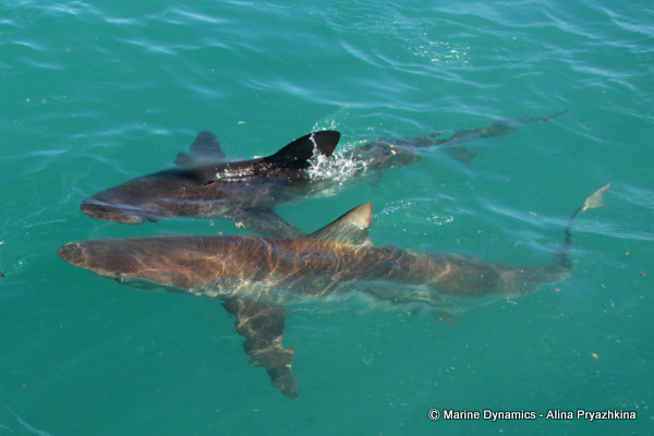 Bronze whaler shark, GAnsbaai, South Africa